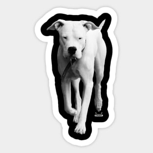 dogo argentino / Swiss Artwork Photography Sticker